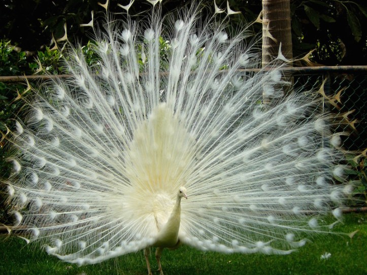 indian peacock